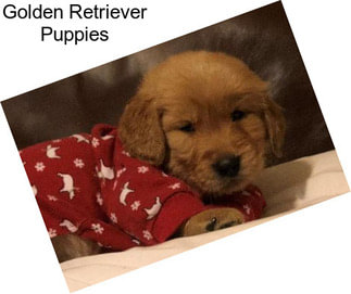 Golden Retriever Puppies