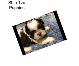 Shih Tzu Puppies