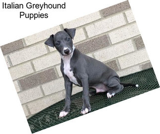 Italian Greyhound Puppies