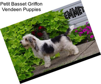 Petit Basset Griffon Vendeen Puppies