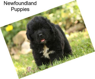 Newfoundland Puppies