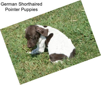 German Shorthaired Pointer Puppies