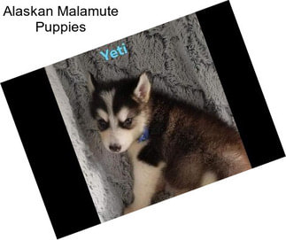 Alaskan Malamute Puppies