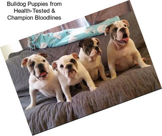 Bulldog Puppies from Health-Tested & Champion Bloodlines