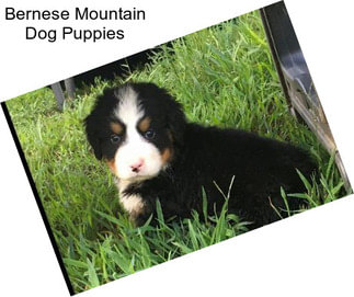 Bernese Mountain Dog Puppies