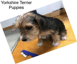 Yorkshire Terrier Puppies