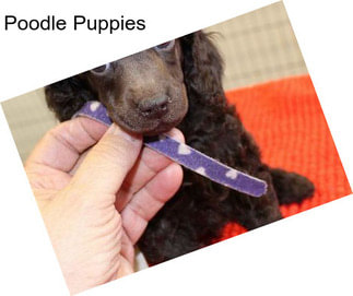 Poodle Puppies