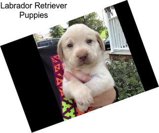 Labrador Retriever Puppies