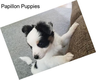 Papillon Puppies