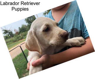 Labrador Retriever Puppies