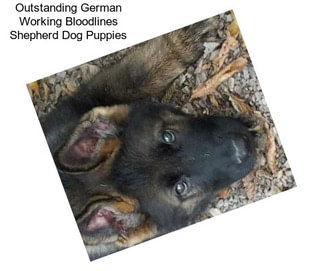 Outstanding German Working Bloodlines Shepherd Dog Puppies