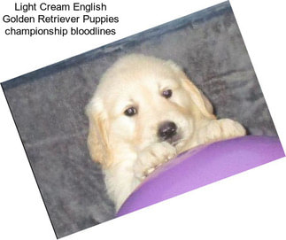 Light Cream English Golden Retriever Puppies championship bloodlines