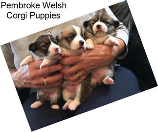 Pembroke Welsh Corgi Puppies