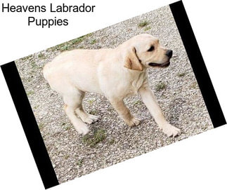 Heavens Labrador Puppies