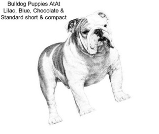 Bulldog Puppies AtAt Lilac, Blue, Chocolate & Standard short & compact