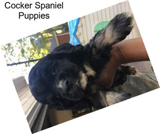 Cocker Spaniel Puppies