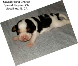 Cavalier King Charles Spaniel Puppies, Ch. bloodlines, N. CA