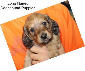 Long Haired Dachshund Puppies