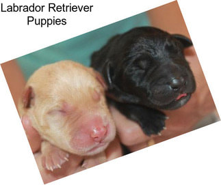 Labrador Retriever Puppies