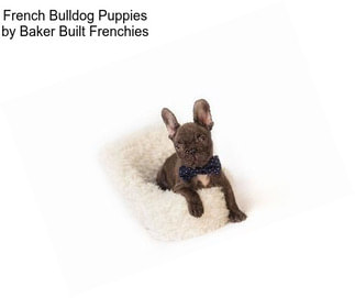 French Bulldog Puppies by Baker Built Frenchies