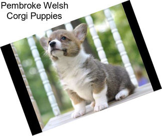 Pembroke Welsh Corgi Puppies