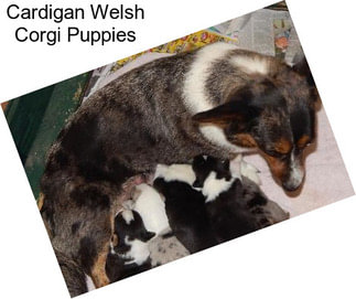 Cardigan Welsh Corgi Puppies