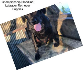 Championship Bloodline Labrador Retriever Puppies