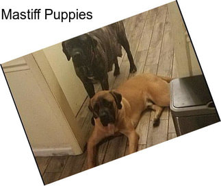 Mastiff Puppies