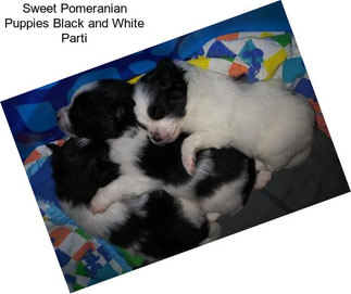 Sweet Pomeranian Puppies Black and White Parti