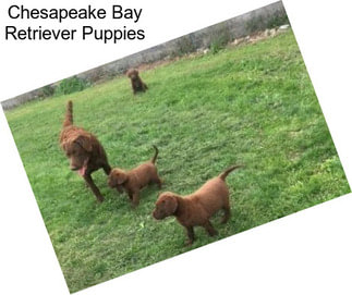 Chesapeake Bay Retriever Puppies