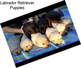 Labrador Retriever Puppies