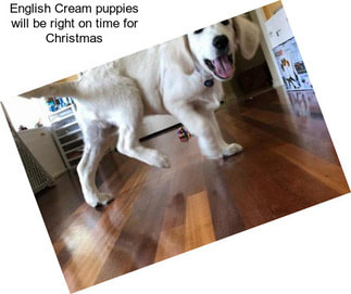 English Cream puppies will be right on time for Christmas