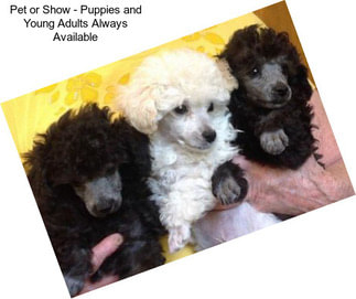 Pet or Show - Puppies and Young Adults Always Available