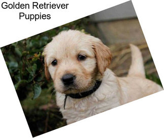 Golden Retriever Puppies