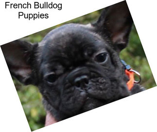 French Bulldog Puppies