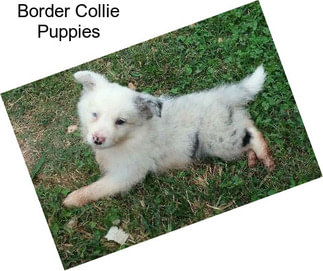 Border Collie Puppies