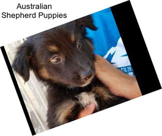 Australian Shepherd Puppies