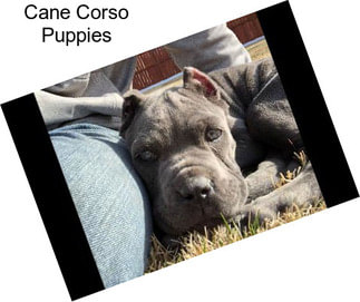 Cane Corso Puppies