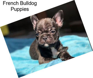 French Bulldog Puppies