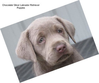 Chocolate/ Silver Labrador Retriever Puppies