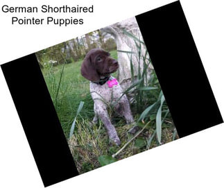 German Shorthaired Pointer Puppies