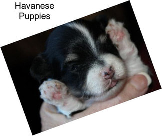 Havanese Puppies