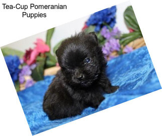 Tea-Cup Pomeranian Puppies