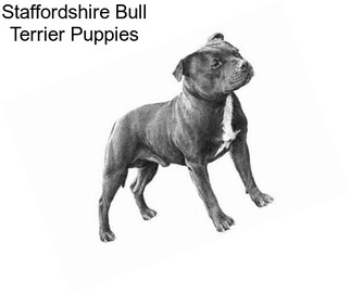 Staffordshire Bull Terrier Puppies