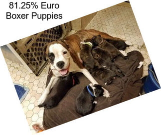 81.25% Euro Boxer Puppies