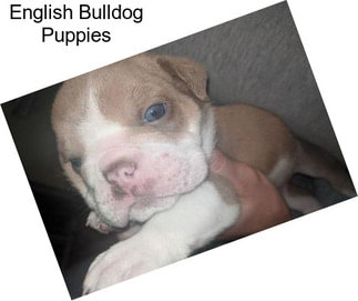 English Bulldog Puppies