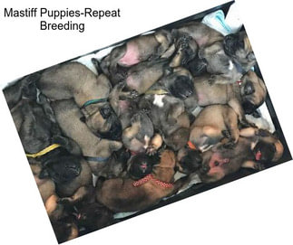 Mastiff Puppies-Repeat Breeding