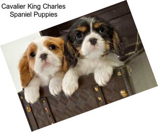 Cavalier King Charles Spaniel Puppies