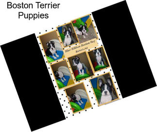 Boston Terrier Puppies