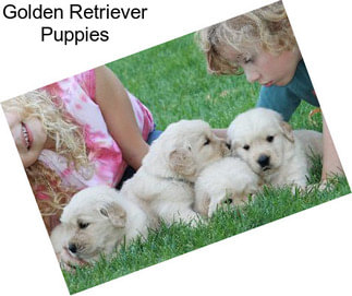 Golden Retriever Puppies